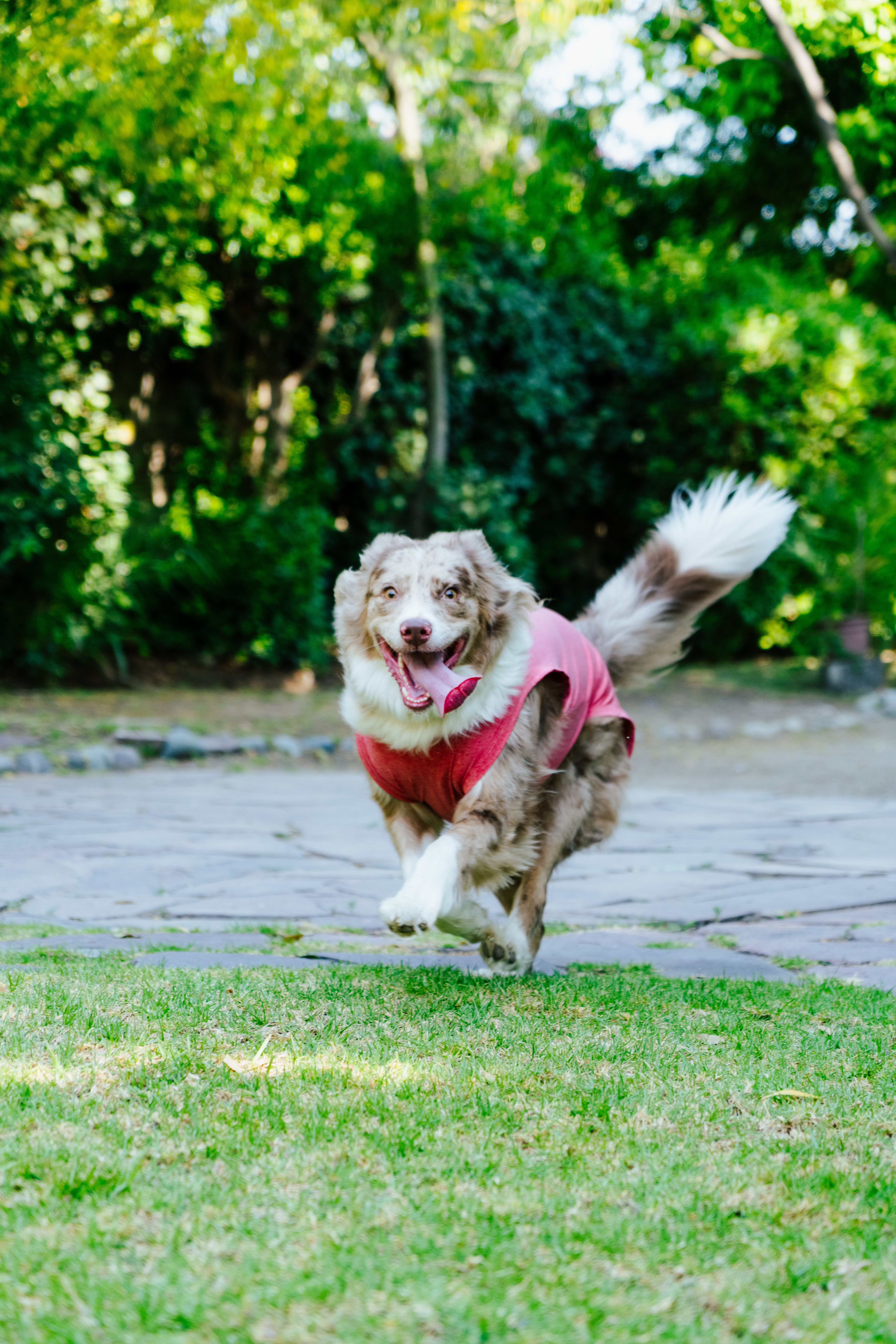 Postoperatorio sin estrés: alternativas al collar isabelino para una recuperación más cómoda