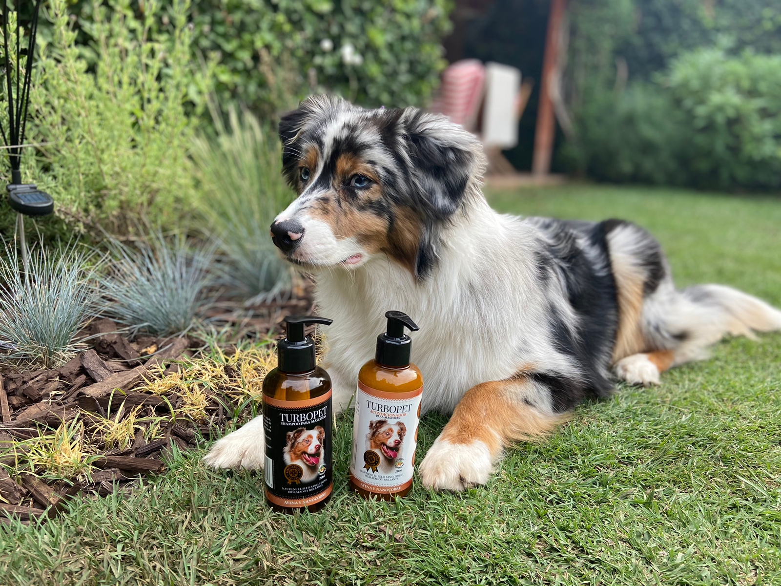 ¿Tu perro se moja y queda con mal olor?