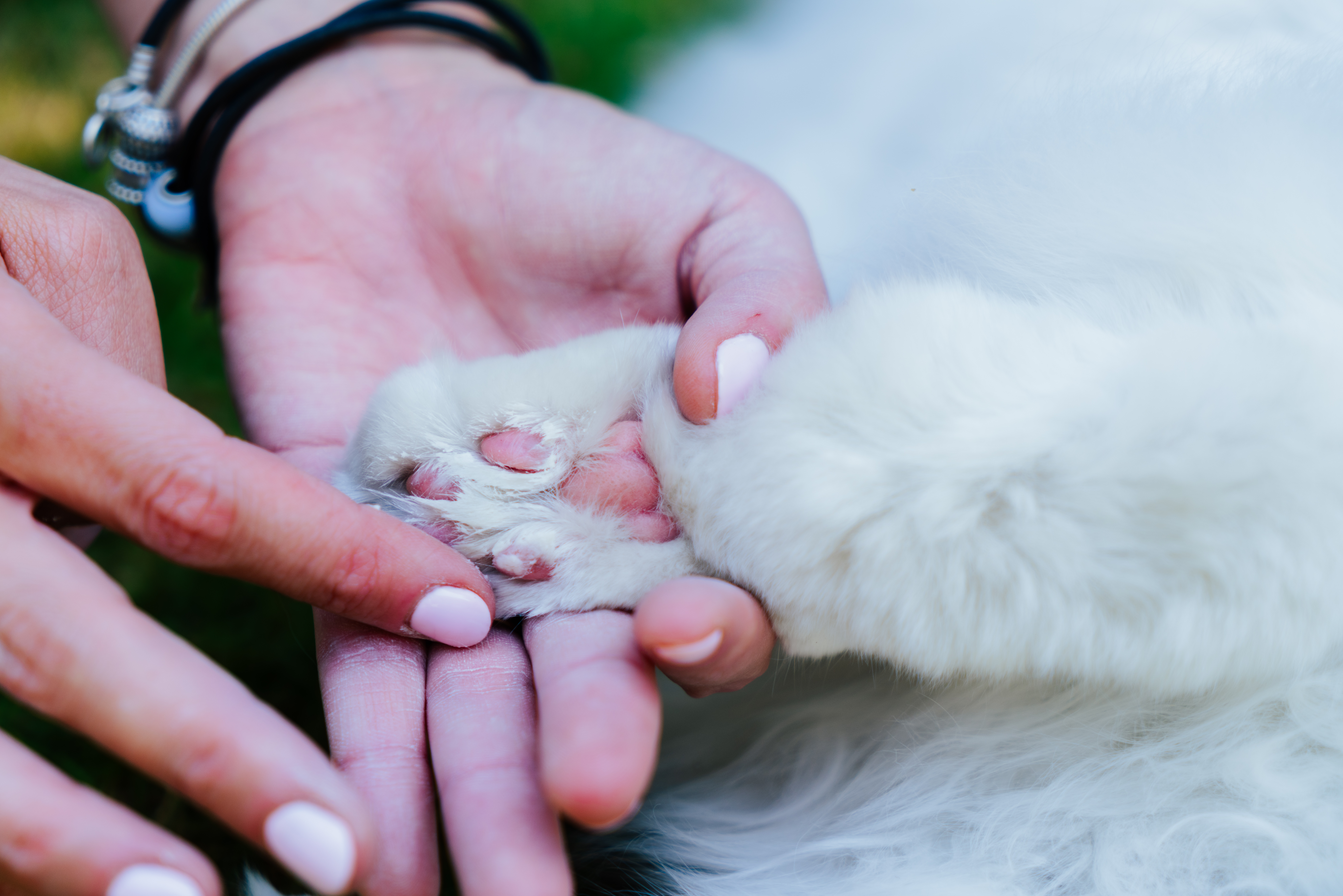 Piso caliente, frío y resequedad: cómo proteger las patitas de tu mascota